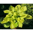 thumbnail image 1 of Glad Tidings Hosta - Shade Perennial - 4" Pot, 1 of 1
