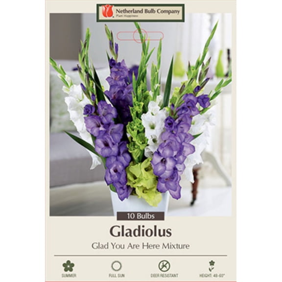 Glad You Are Here Gladiolus Mix 10 Bulbs - Unique Blooms! - 12/14 cm