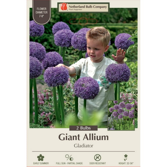 Gladiator Flowering Onion Allium 2 Bulbs - 18/+ cm