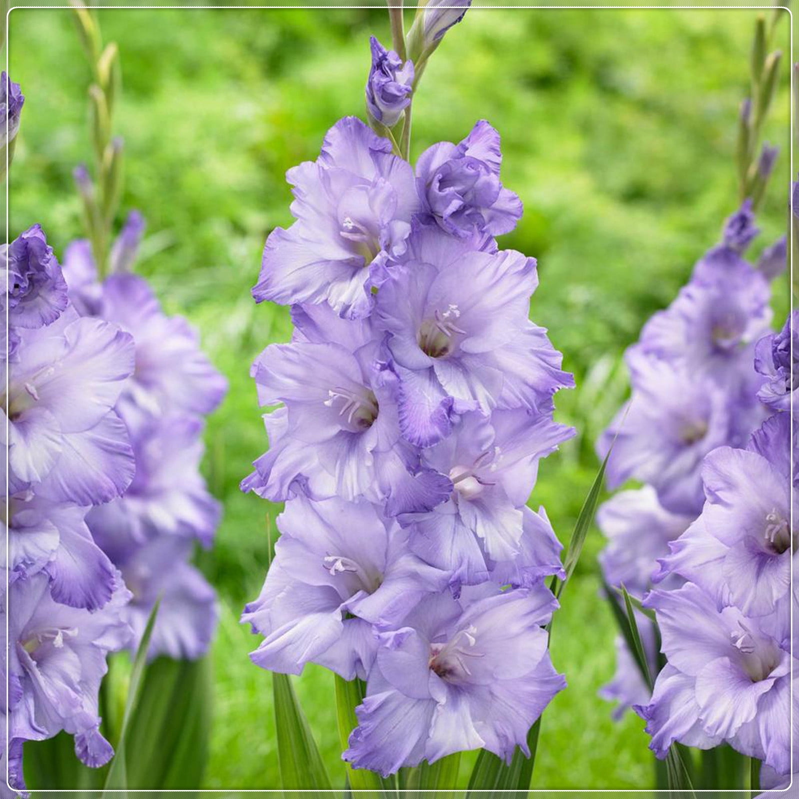 Gladiolus Bulb, Perennial Plant, Bright, Bulbous Plant, Charming