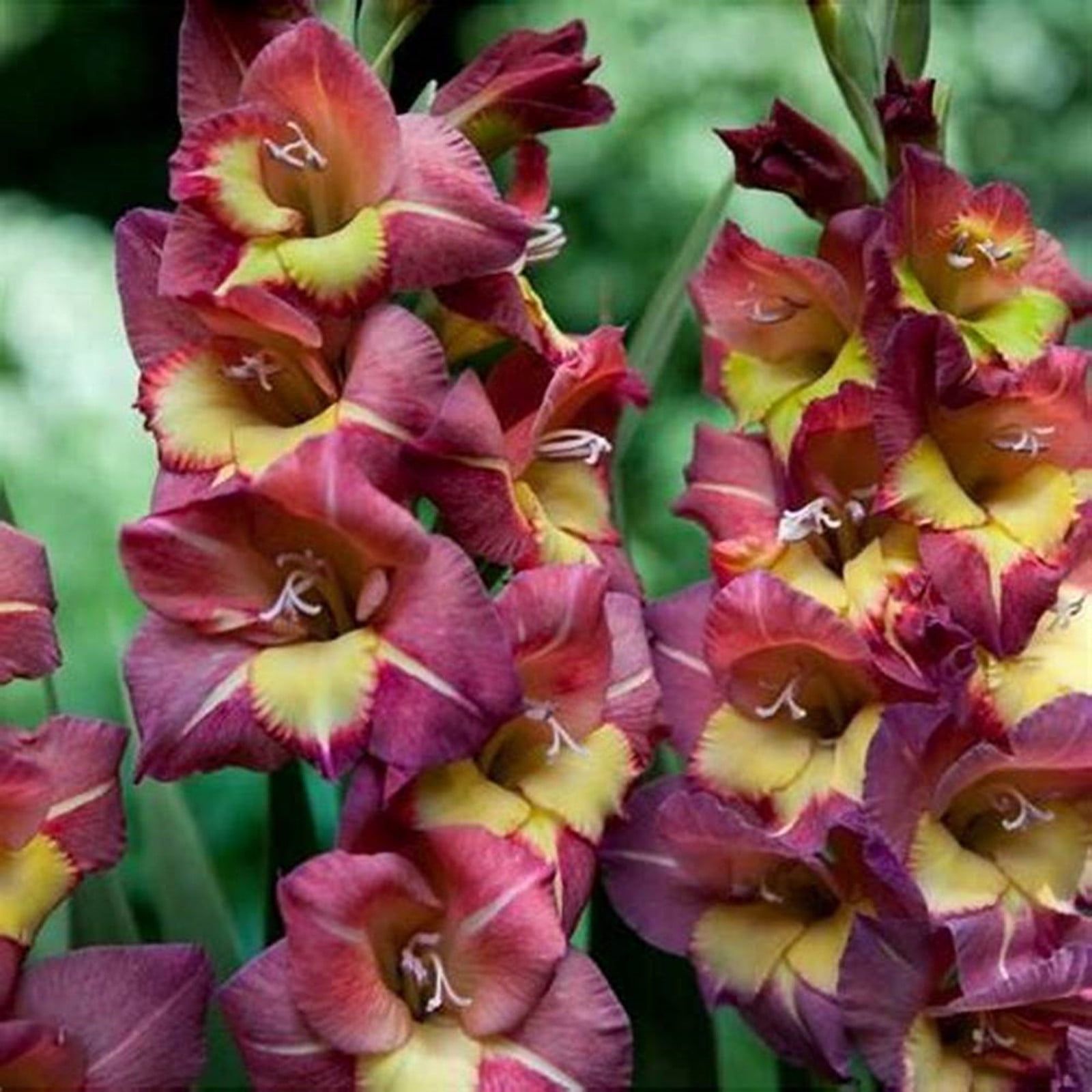 Gladiolus Bulb, Perennial Plant, Bright, Bulbous Plant, Planted In All