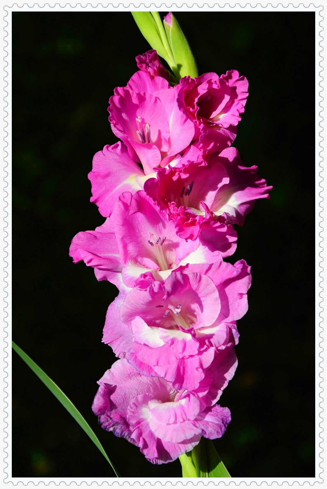 Gladiolus Bulb, Perennial Plant, Bright, Charming,Gladiolus Flowers