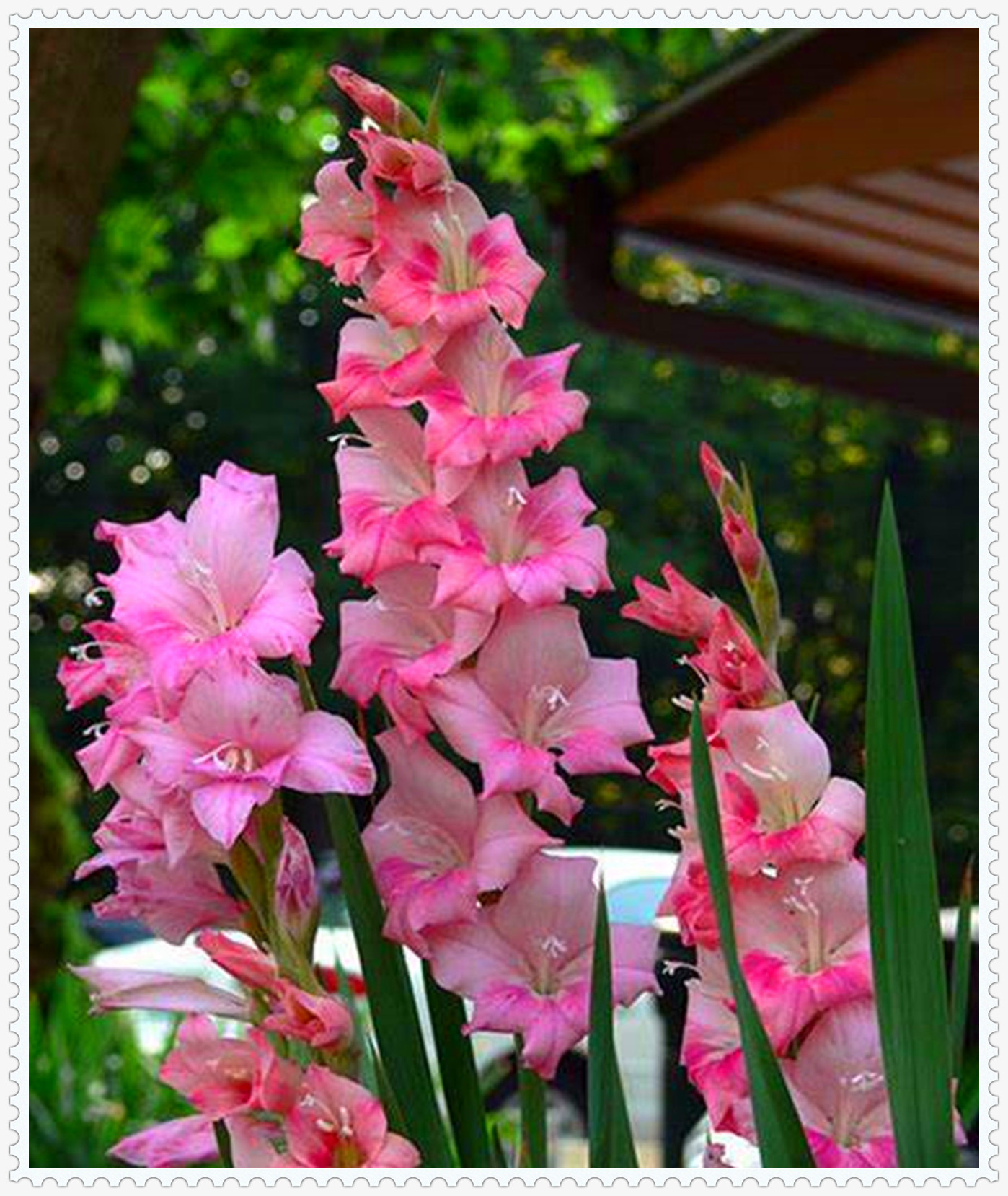 Gladiolus Bulb, Perennial Plant, Bright, Charming,Gladiolus Flowers