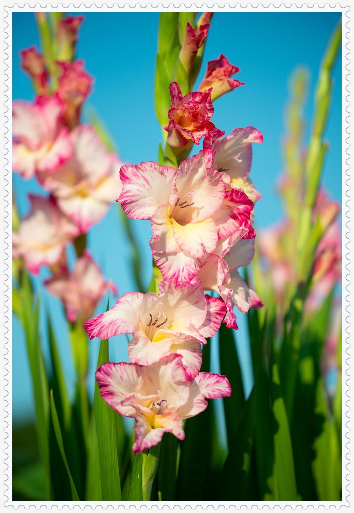 Gladiolus Bulb, Perennial Plant, Bright, Charming,Gladiolus Flowers