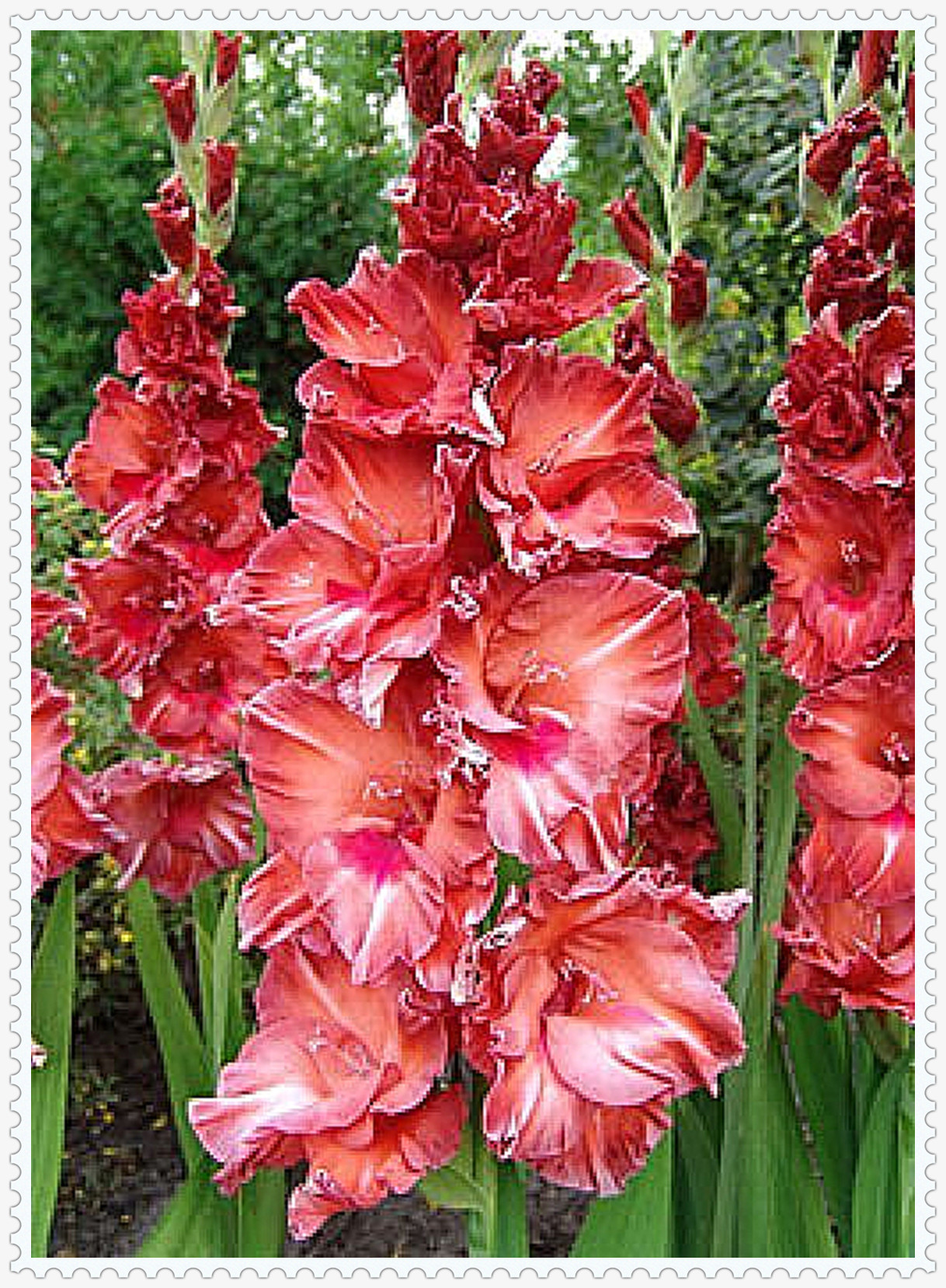 Gladiolus Bulb, Perennial Plant, Bright, Charming,Gladiolus Flowers