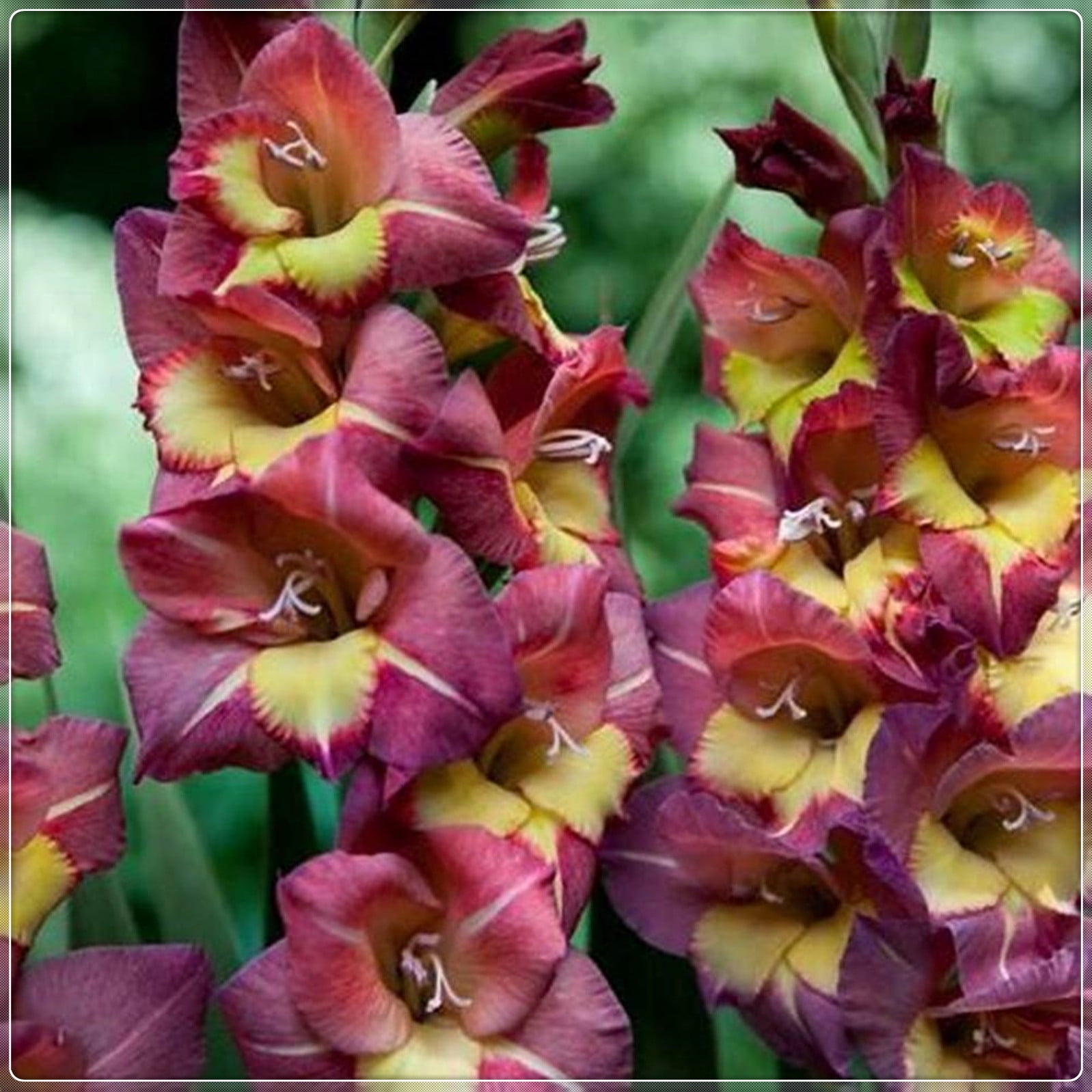 Gladiolus Bulb, Perennial Plant, Bright, Gladiolus Flowers,Bulbous