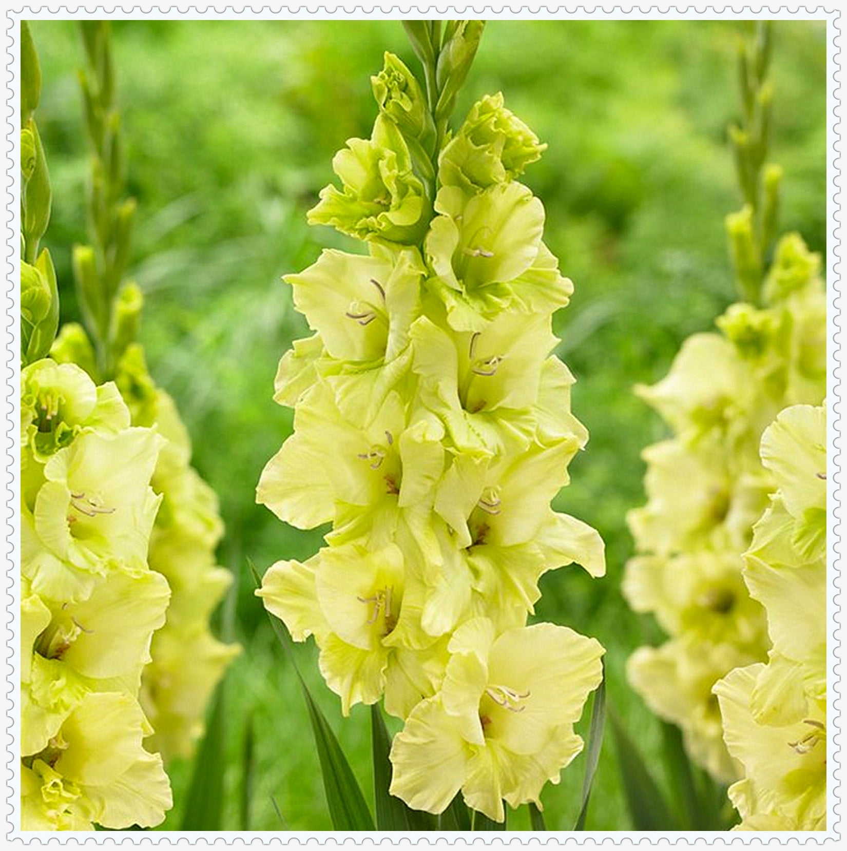 Gladiolus Bulb, Perennial Plant, Bright, Gladiolus Flowers，Gladiolus