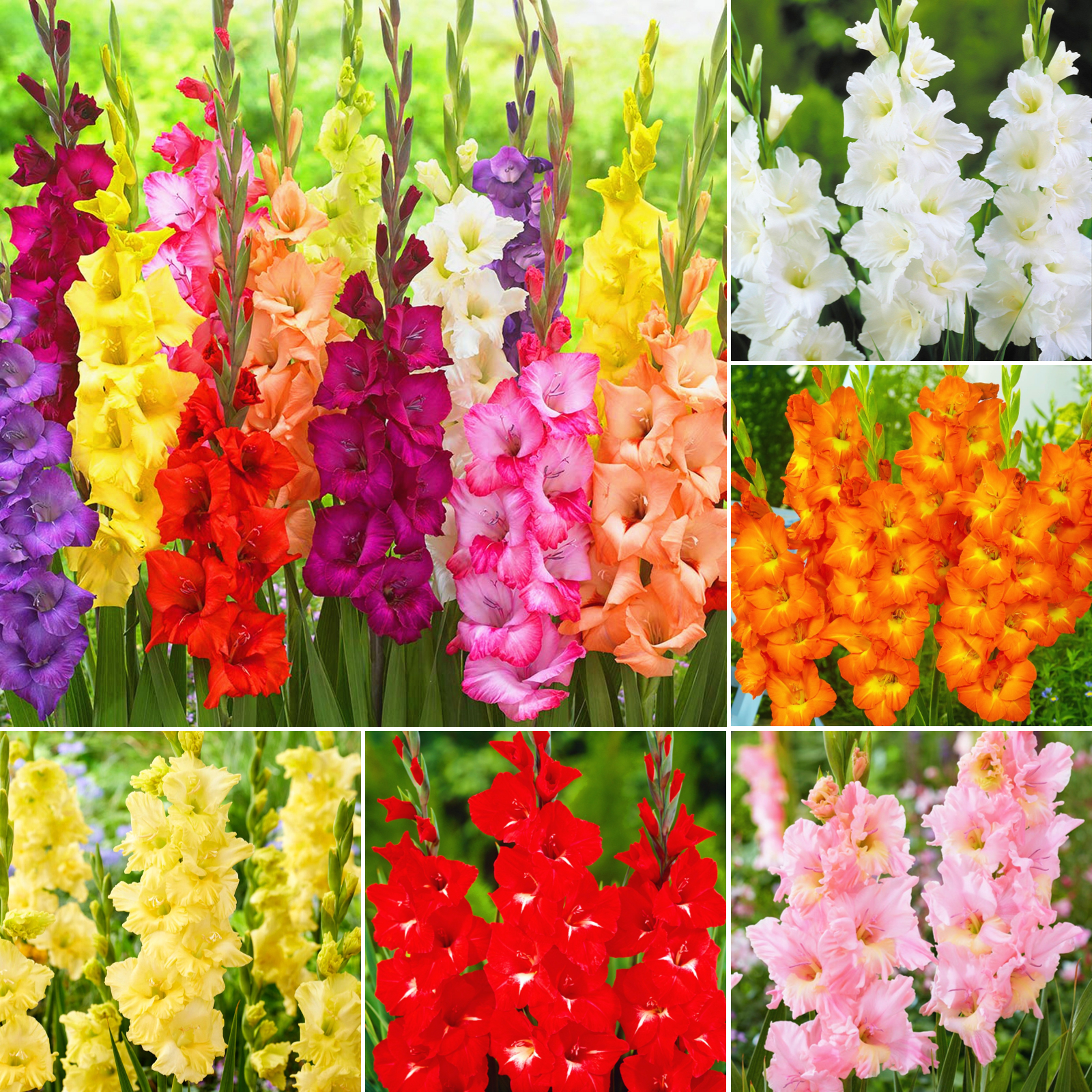 Gladiolus Bulbs，Create A Tall And Straight Landscape In The Garden