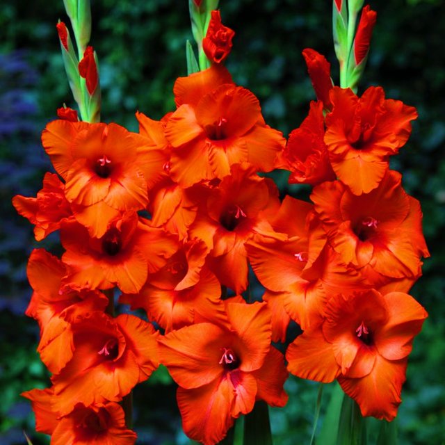 Gladiolus Bulbs Gladiolus Bulbs Bulk Gladiolus Bulbs For Planting