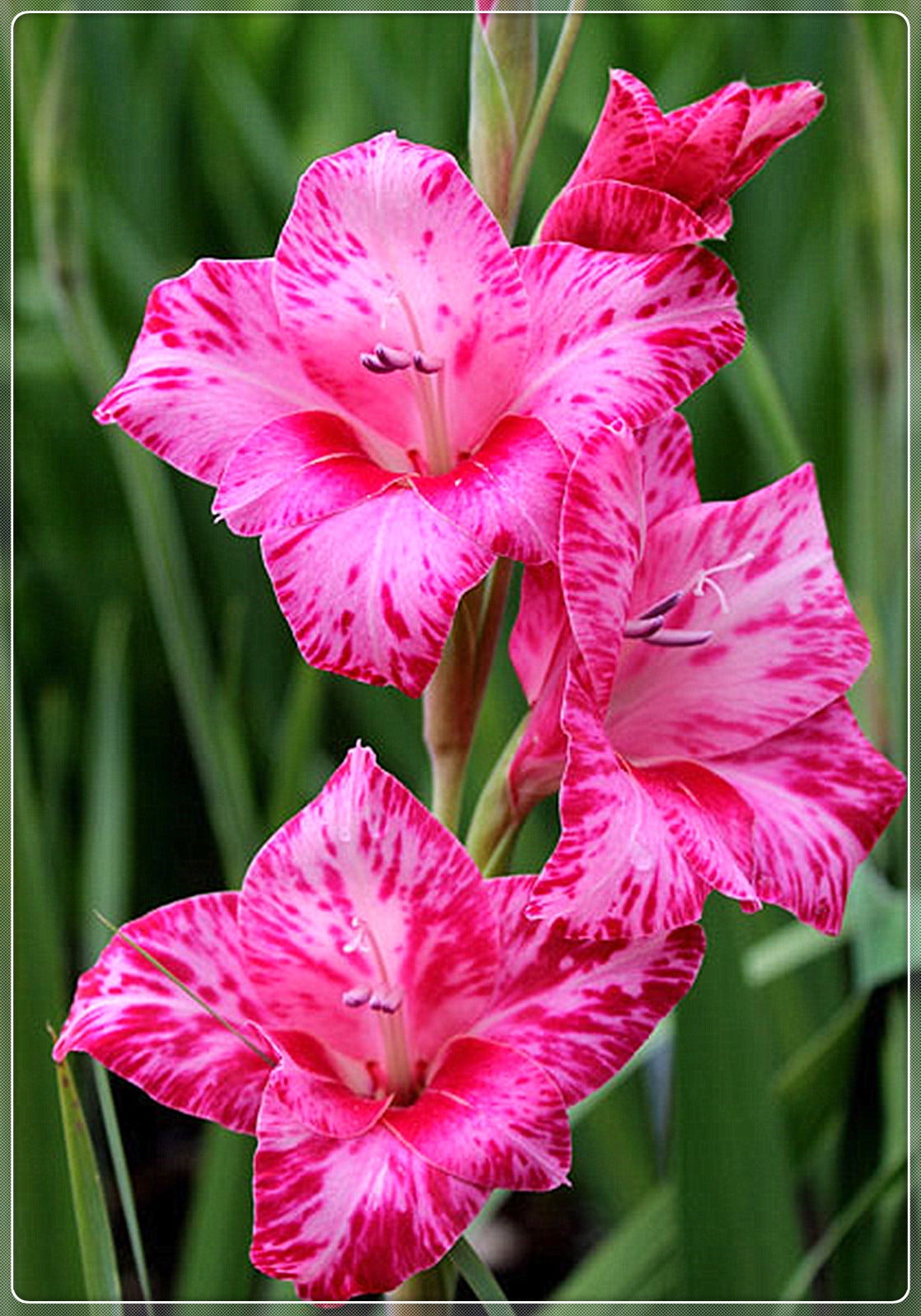 Gladiolus Bulbs, Gladiolus Flowers,Gladiolus Bulbs For PlantingPlanted