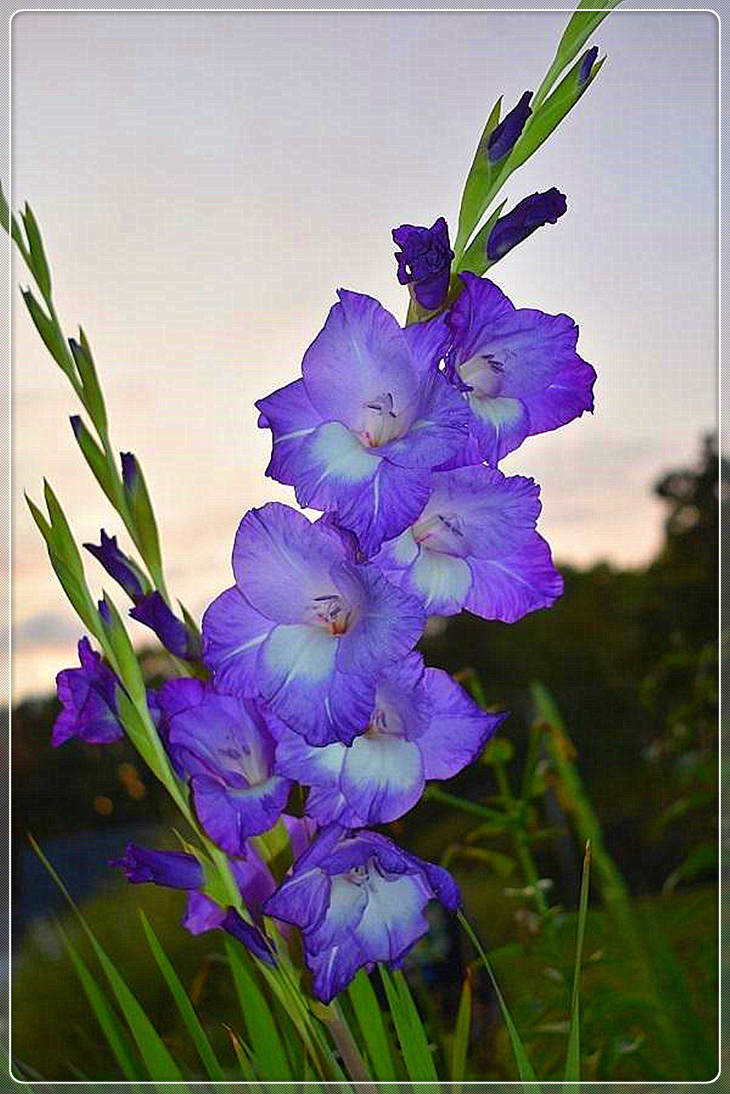 Gladiolus Bulbs, Gladiolus Flowers,Planted In All Seasons,Gladiolus
