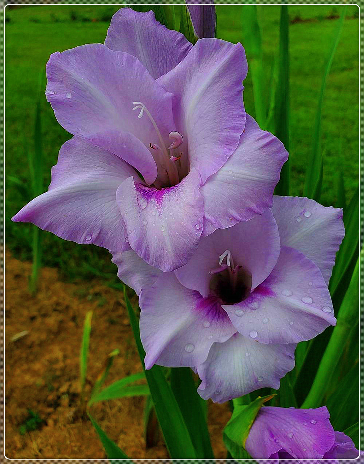 Gladiolus Bulbs, Gladiolus Flowers,Planted In All Seasons,Gladiolus