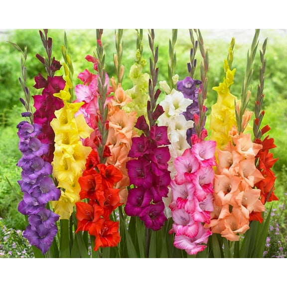 Gladiolus Bulbs, Mixed Colors - Sword Lily, Easy to Grow Perennial (5 Bulbs)