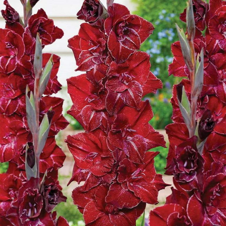 dark red gladiolus