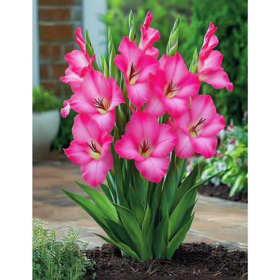 Gladiolus-Plants For Planting - Garden Elegance Decoration - Premium Garden Stakes Perfect for Borders - Striking