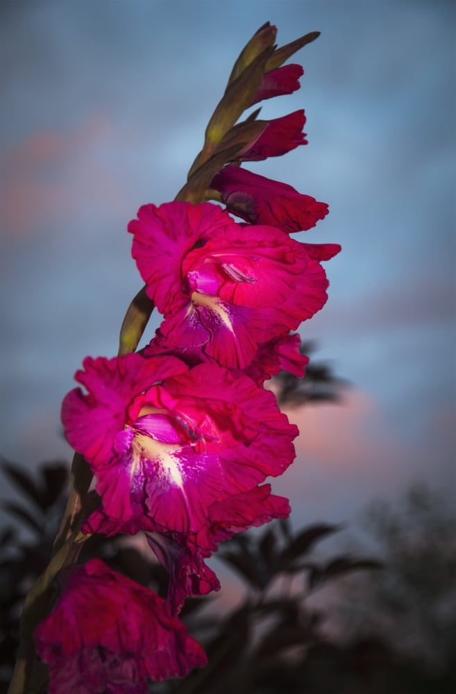 Gladiolus blooms in a garden at dusk Astoria Oregon United States of America Canvas Art - Robert L Potts  Design Pics (24 x 38)