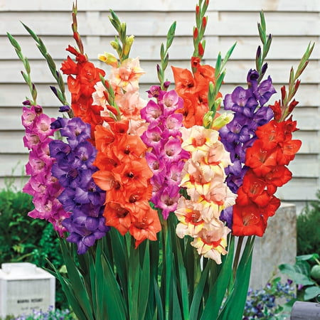 Glamini Gladiolus Dormant Flowering Bulbs (25-Pack)