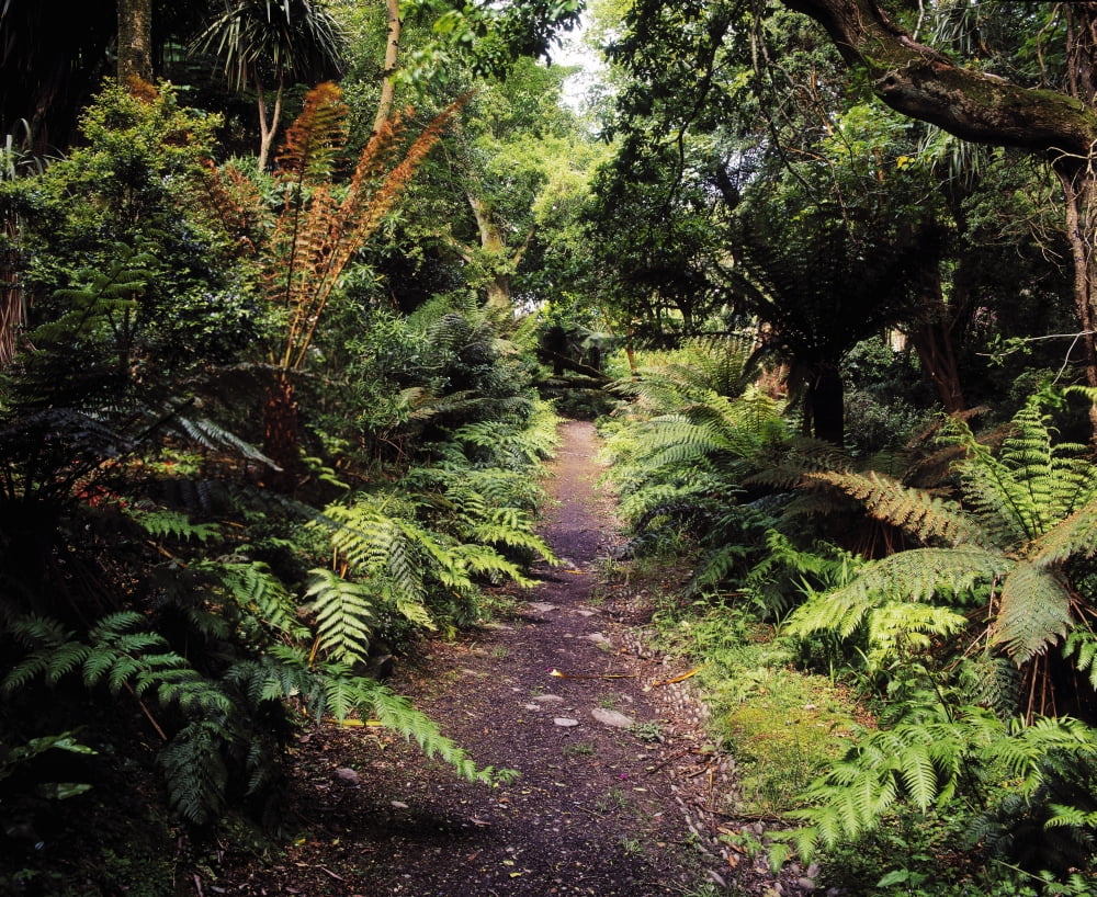 Glanleam Co Kerry Ireland Path In The Woods At A Country House Surrounded By Dicksonia Antarctica Canvas Art - The Irish Image Collection Design Pics (15 x 13)