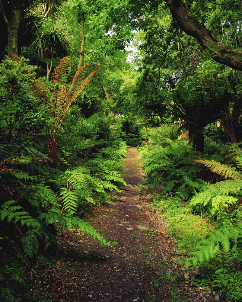 Glanleam Co Kerry Ireland Pathway Lined By Tree Ferns (Dicksonia Antartica) Canvas Art - The Irish Image Collection Design Pics (13 x 17)