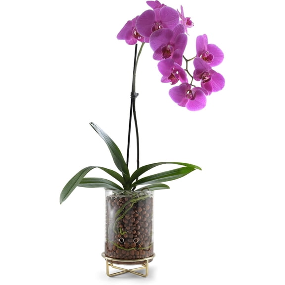 Glass Orchid Pot, Metal Base - Semi-Hydro Planter