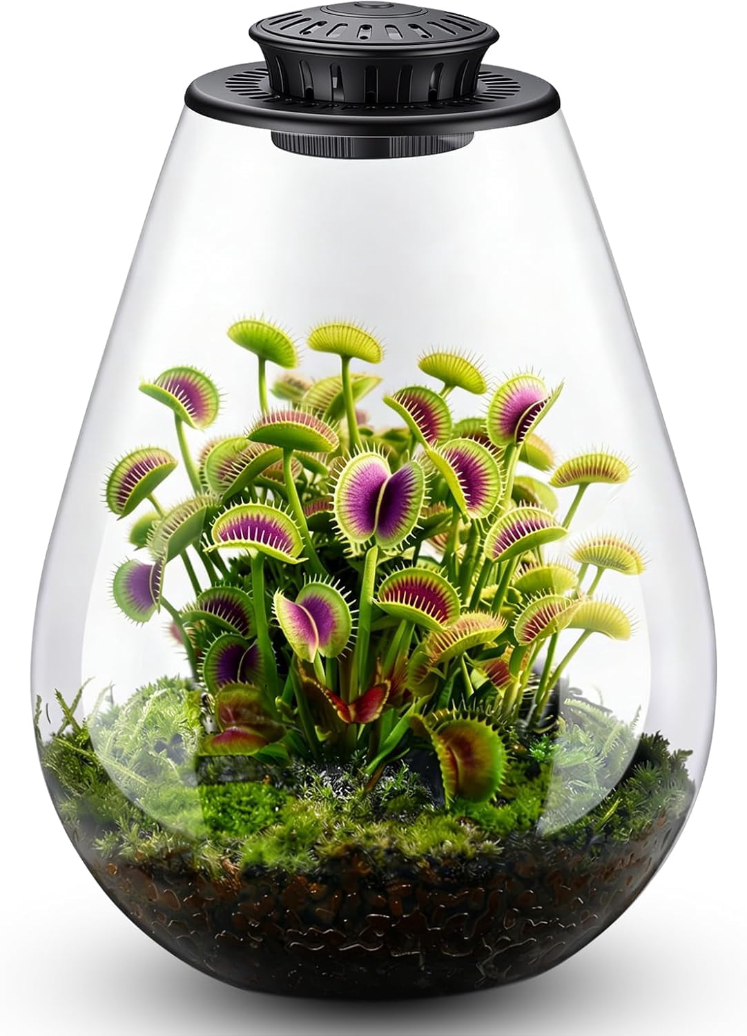 Carnivorous Plant Terrarium