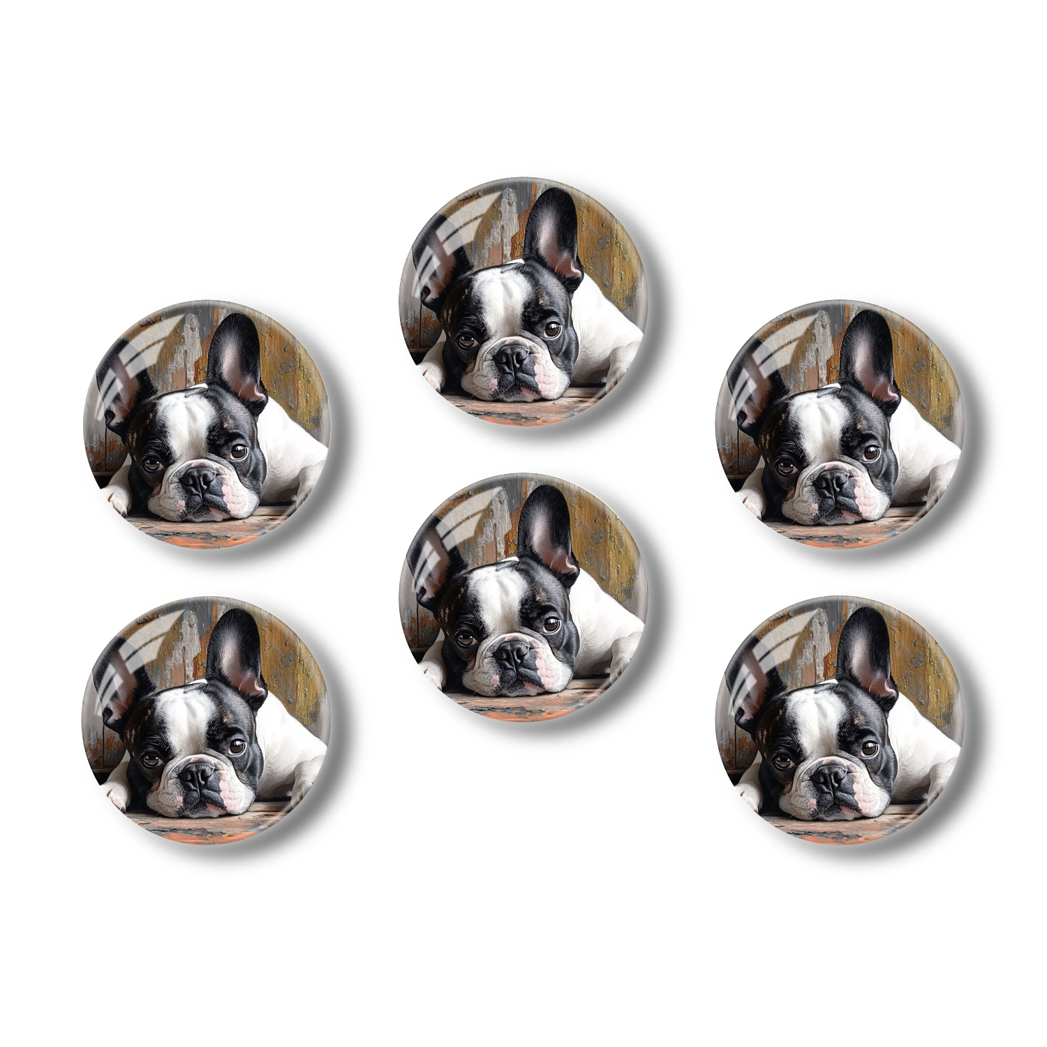 French Bulldog Magnet - Cool Black Dog With Sunglasses & Drink, 4 Inch Vinyl Bumper Sticker