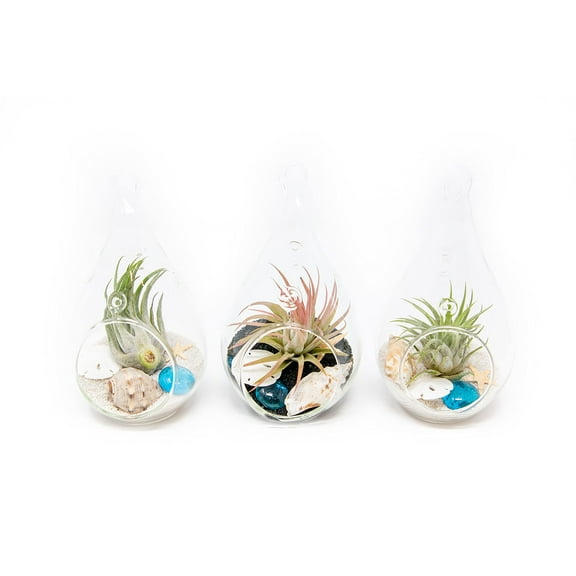 Glass Teardrop Beach Plant Terrarium - Air Plant, Sand, Starfish and Shell in Propagation Jar - Home and Garden Decor Plant Pot- Easy Care Indoor and Outdoor Plant Vase (3 Teardrop Set)
