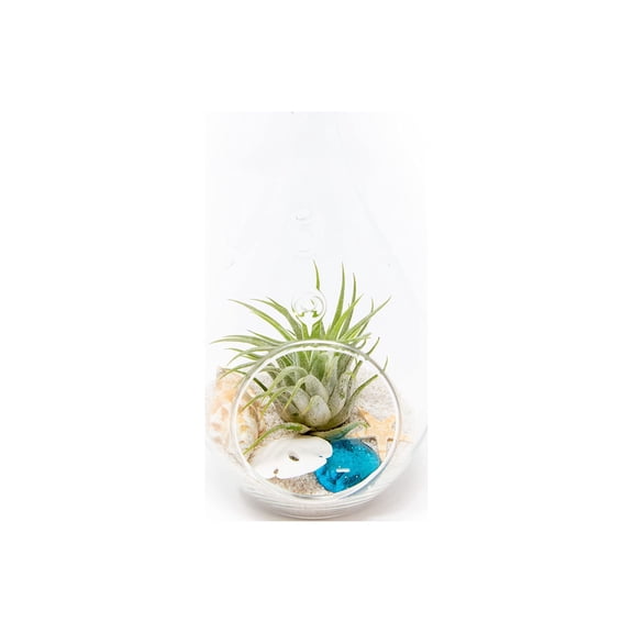 Glass Teardrop Beach Plant Terrarium - Air Plant, Sand, Starfish and Shell in Propagation Jar - Home and Garden Decor Plant Pot - Easy Care Indoor and Outdoor Plants Vase (1 Teardrop - White Sand)