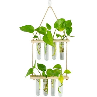 Suyin Hanging Glass Terrarium Plants, Glass Hanging Terrarium Planter  Terrariums, Glass Terrariums for Plants Succulent 