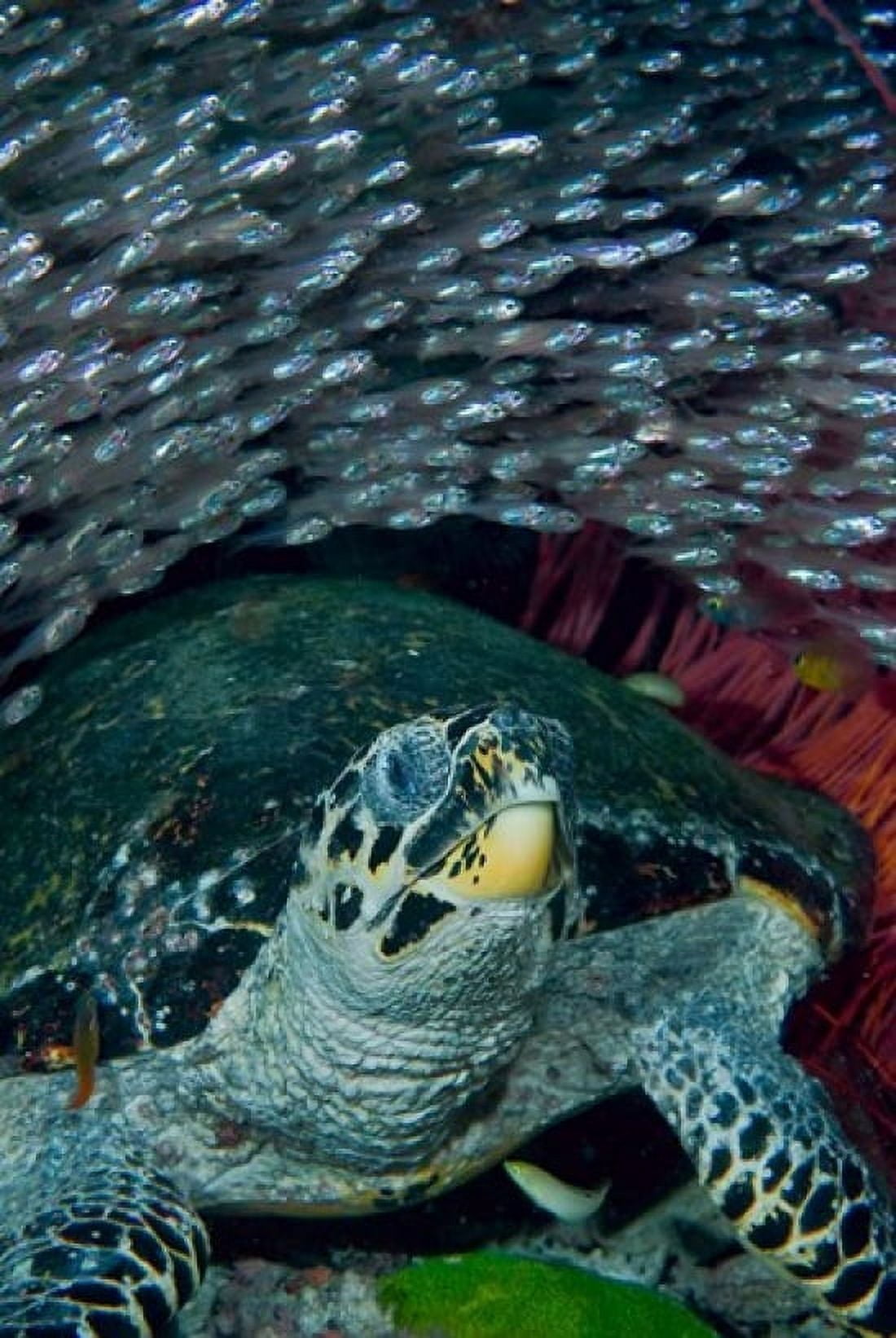 Glassfish Hawksbill turtle Canvas Art - Jaynes Gallery DanitaDelimont (18 x 26)