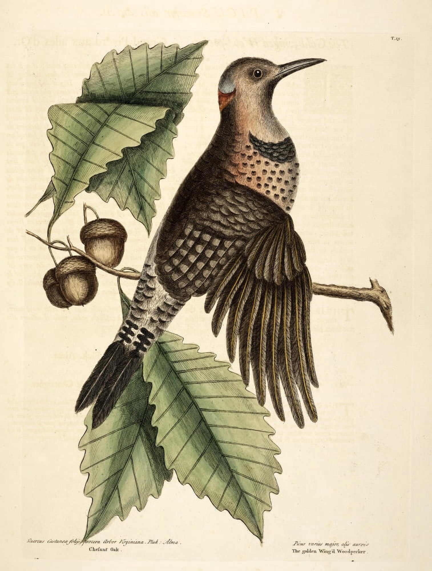 Gldn-wngd Woodpecker Canvas Art - Mark Catesby (18 x 24)