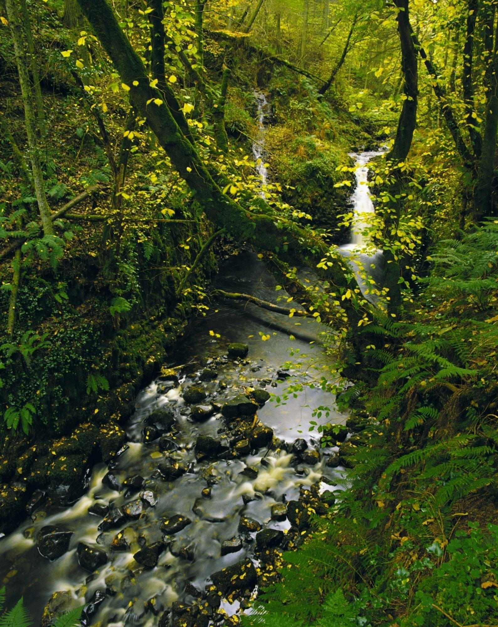 Glenariff Co Antrim Ireland Waterfall Canvas Art - The Irish Image Collection Design Pics (13 x 17)
