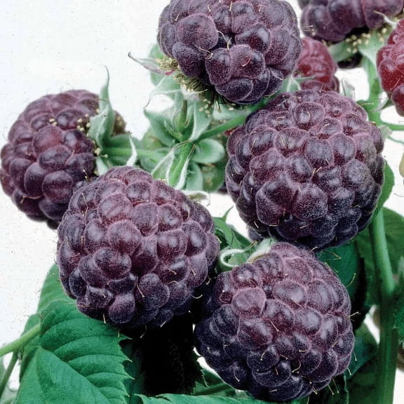 Glenco Organic Grown Everbearing Raspberry Plant