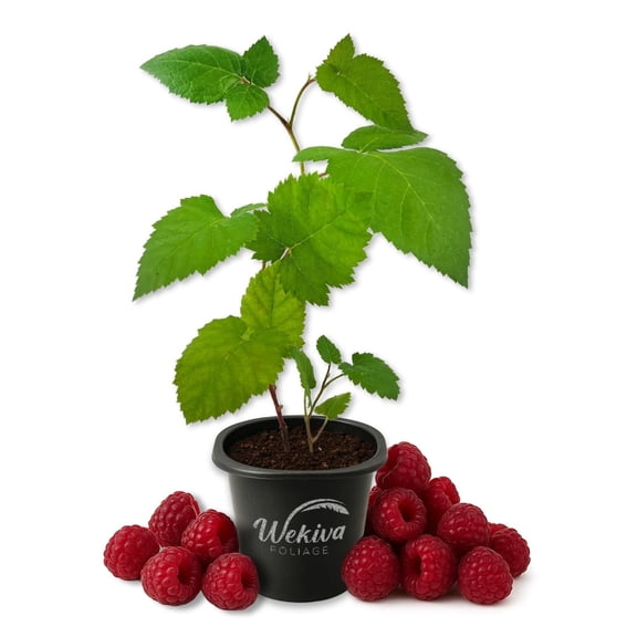 Glencoe Raspberry Bush - 1 Live Starter Plant - Rubus - Edible Berry Bearing Bramble Shrub for Fruit Garden and Patio