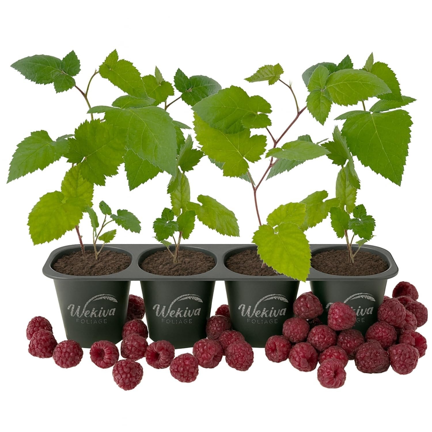 Glencoe Raspberry Bush - 4 Live Starter Plants - Rubus - Edible Berry Bearing Bramble Shrub for Fruit Garden and Patio
