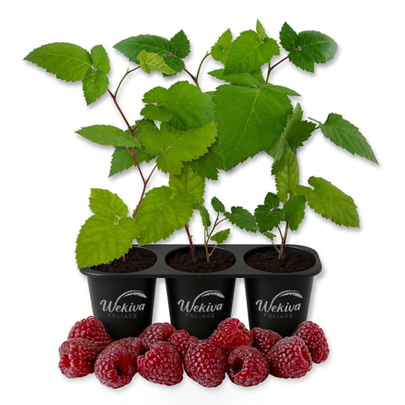 Glencoe Raspberry Bush - 3 Live Starter Plants - Rubus - Edible Berry Bearing Bramble Shrub for Fruit Garden and Patio