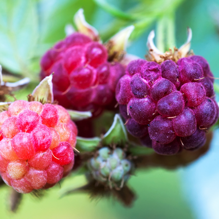 Glencoe Raspberry Plants, Purple Raspberries Fruit Bushes Live Plants, 10 to 16 Inch Tall