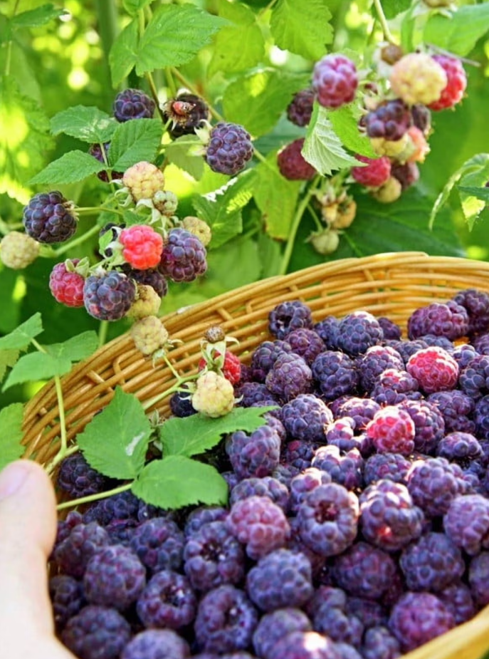 Thronless Raspberry Plants Glencoe Thornless Raspberry Plants Live, Raspberry Trees Live Plants ...
