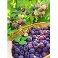 thumbnail image 1 of Glencoe Thornless Raspberry Plants Live, Raspberry Trees Live Plants, Raspberry Seedlings, 5-9 Inc, Raspberry Fruits Trees, 1 of 10