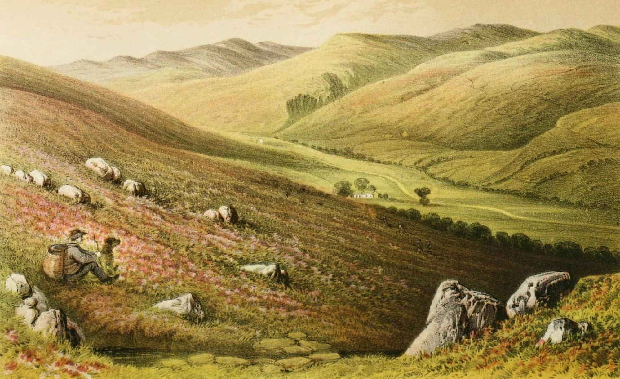 Glencreggan 1861 Sheep on the hills Canvas Art - Edward Bradley (18 x 24)
