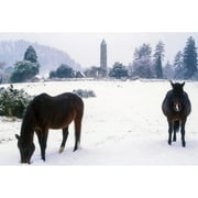 Glendalough  Co Wicklow  Ireland; Horses With Saint Kevins Monastic Site In The Distance by The Irish Image Collection /