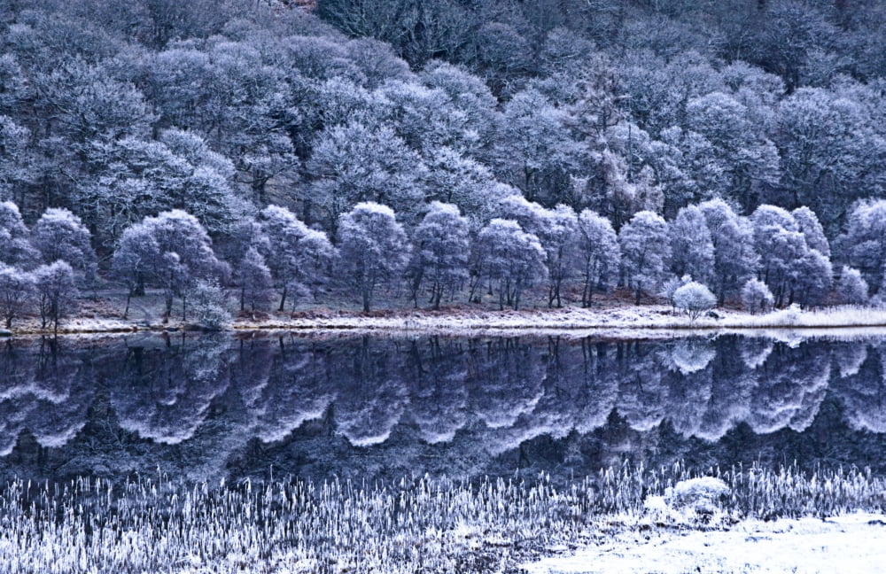 Glendalough National Park County Wicklow Ireland Winter Lake With Hoar Frost Canvas Art - Richard Cummins Design Pics (38 x 24)