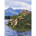 thumbnail image 1 of Glengarriff Co Cork Ireland; Seals On The Shore by The Irish Image Collection / Design Pics, 1 of 3