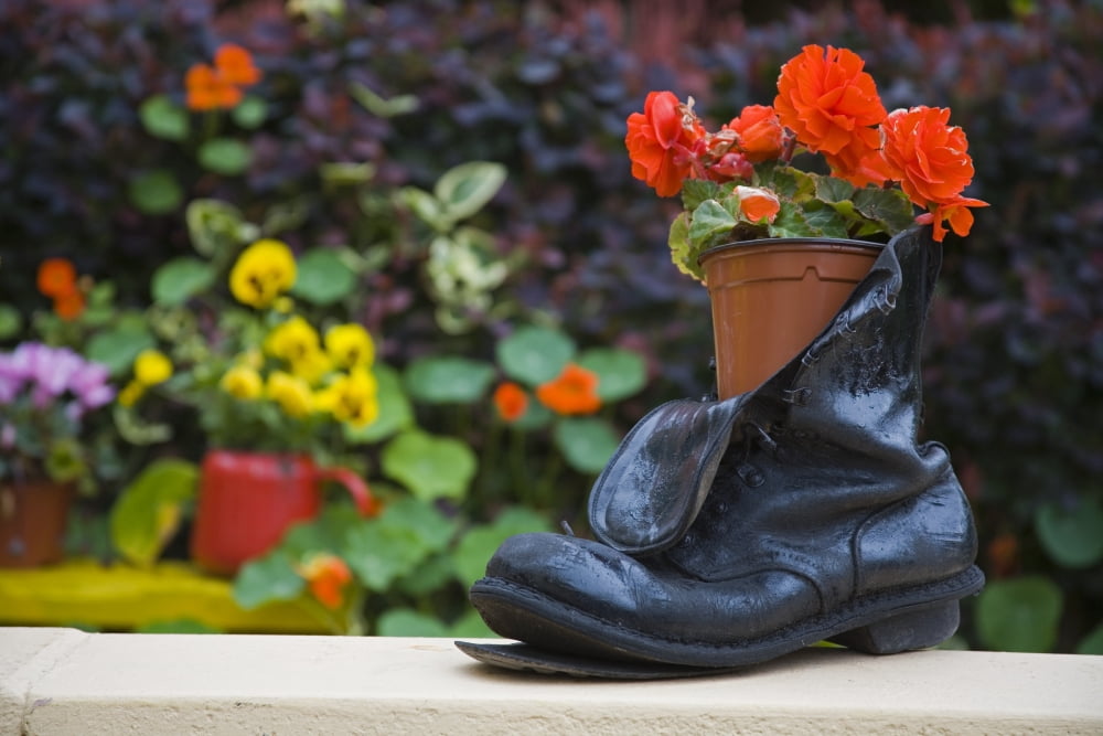 Glengarriff County Cork Ireland Close-Up Of Shoe Planter In Garden Canvas Art - Richard Cummins  Design Pics (34 x 22)