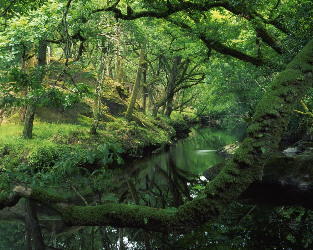 Glengarriff River County Cork Ireland River Through The Woods Canvas Art - Richard Cummins Design Pics (34 x 26)