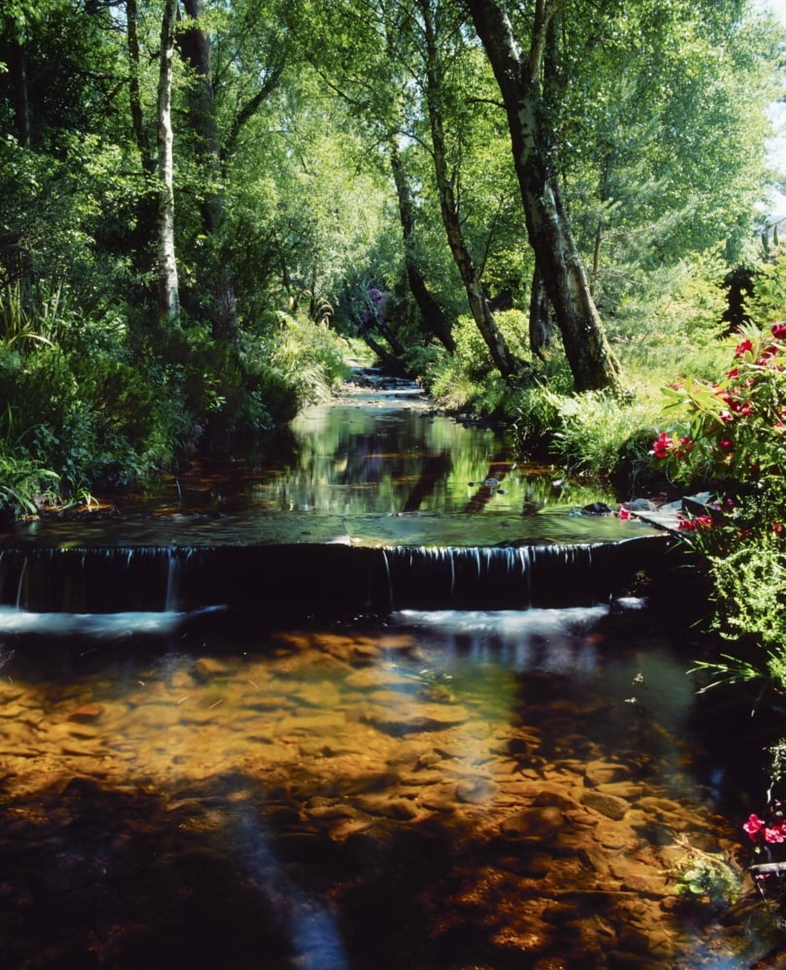 Glenleigh Gardens Co Tipperary Ireland Stream Through Woods Canvas Art - The Irish Image Collection Design Pics (13 x 16)