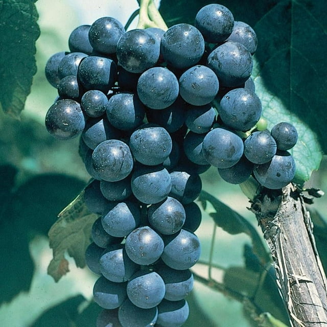 Glenora Blue Seedless Grapes 1 Gallon Fruit Plant Pixies Gardens