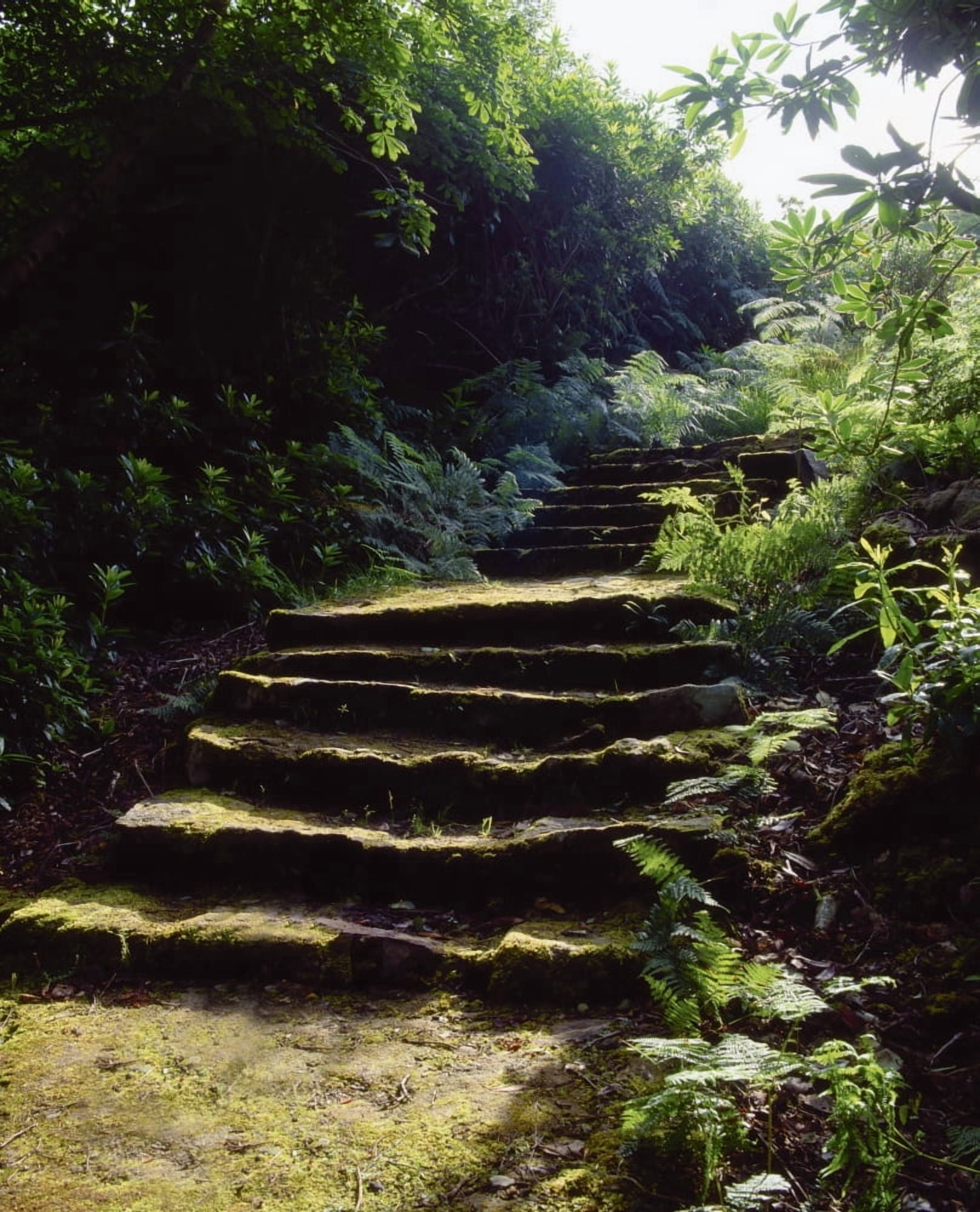 Glenveagh Castle Co Donegal Ireland Moss Covered Staircase Canvas Art - The Irish Image Collection Design Pics (13 x 16)