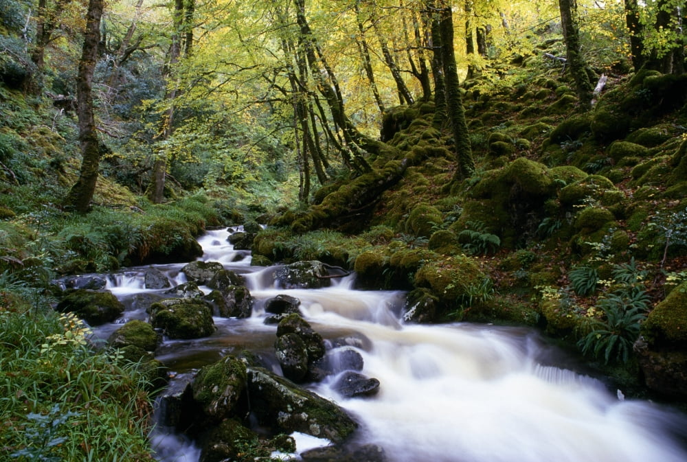 Glenveagh National Park County Donegal Ireland Autumn Woodland And Stream Canvas Art - Gareth McCormack Design Pics (18 x 12)