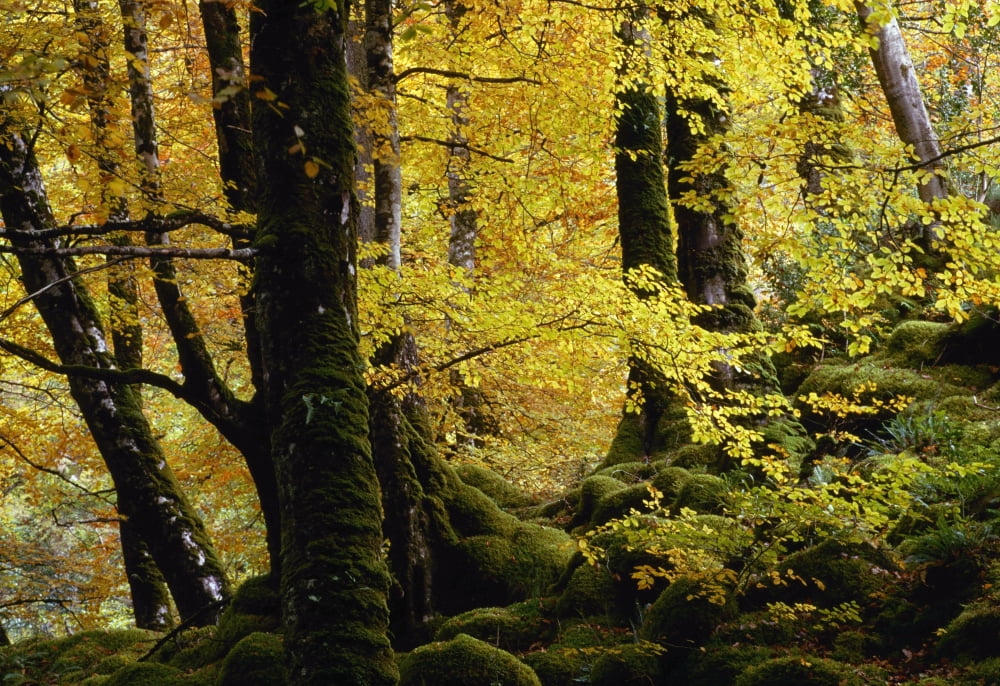 Glenveagh National Park County Donegal Ireland Autumn Woods Of Beech Trees Canvas Art - Gareth McCormack Design Pics (18 x 12)